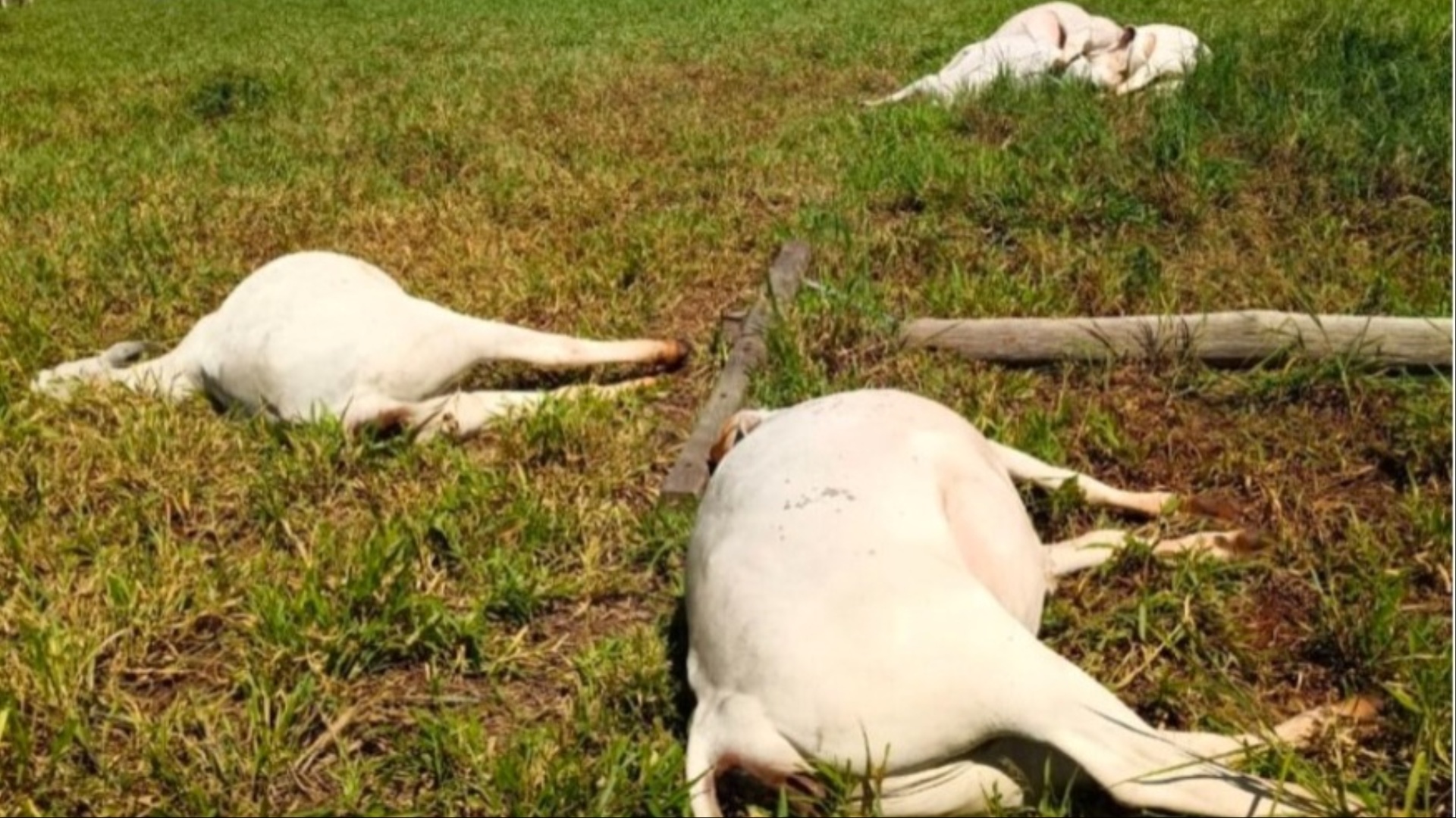 Vacas eletrocutadas por queda de poste em Três Lagoas MS