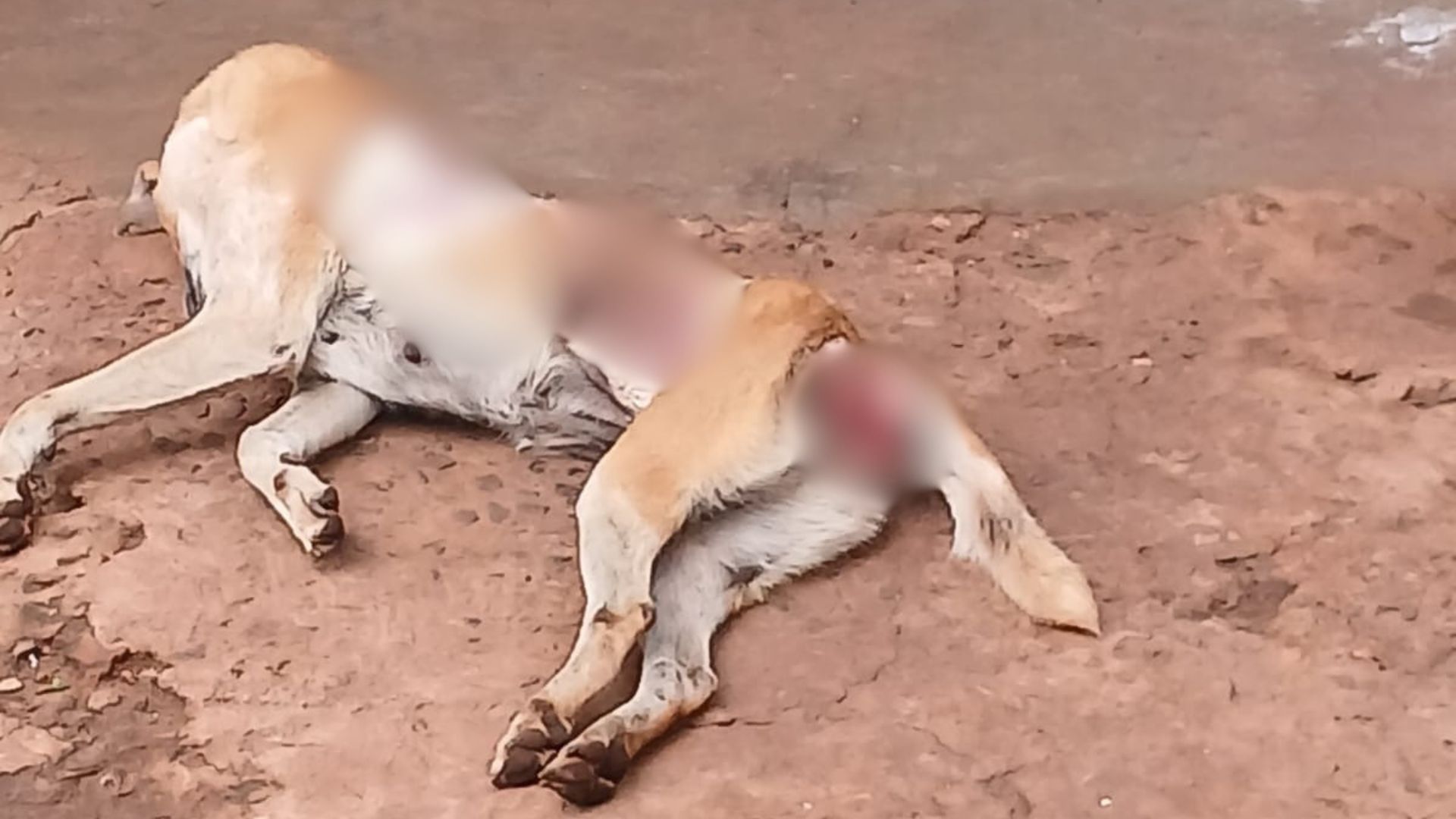 Tortura de Animais: Tutor de Cadela Acusado é Solto